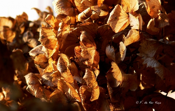 Changement de saison